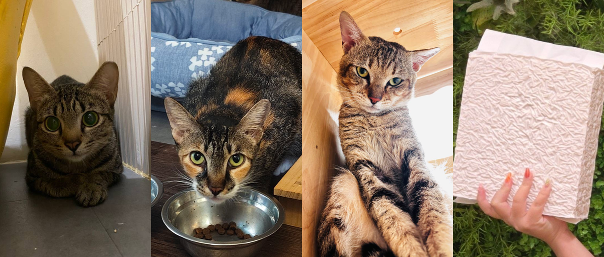 AUGUST NEWSLETTER🐾