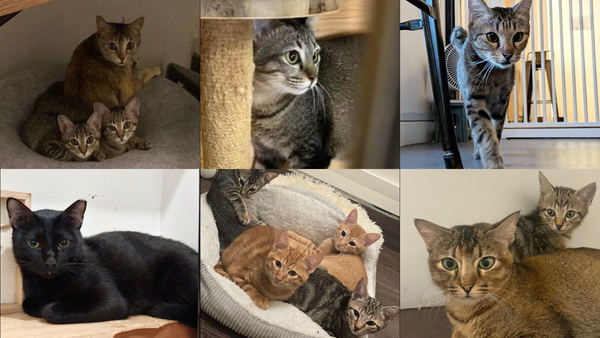 SEPTEMBER NEWSLETTER🐾