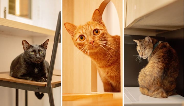 Our Cats
